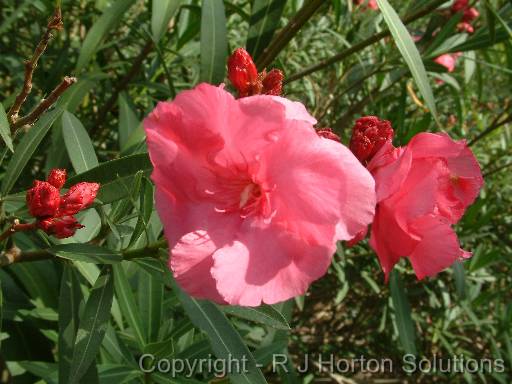 Oleander pink double 